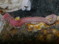 Serpula vermicularis, Serpulid Worm