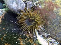 Actinia equina 9, Paardeanemoon, Saxifraga-Tom Heijnen