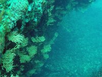 Eunicella cavolinii, Yellow Gorgonian