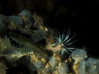 Cylista undata, Smal Snakelocks Anemone