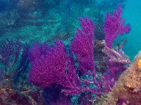 Paramuricea clavata, Violescent sea-whip