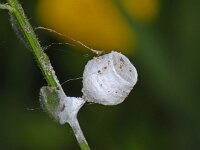 Agroeca brunnea