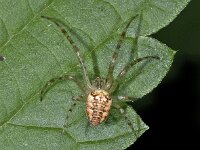 Metellina segmentata #03373 : Metellina segmentata, Herfstspin