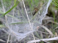 Agelena labyrinthica 2, Gewone doolhofspin, Saxifraga-Tom Heijnen