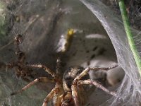 Agelena labyrinthica 4, Gewone doolhofspin, Saxifraga-Frank Dorsman  Agelena labyrinthica, Gewone doolhofspin(links mogelijk delen opgepeuzelde mannetje)AW-duinen 200711