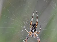 Araneus diadematus 26, Kruisspin, Saxifraga-Luuk Vermeer