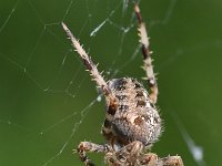 Araneus diadematus 30, Kruisspin, Saxifraga-Tom Heijnen