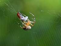 Araneus diadematus 38, Kruisspin, Saxifraga-Tom Heijnen