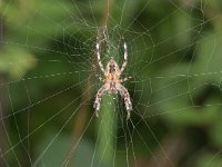 Araneus diadematus 40, Kruisspin, Saxifraga-Tom Heijnen