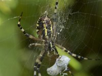 Argiope bruennichi 40, Wespspin, Saxifraga-Willem van Kruijsbergen