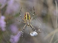 Argiope bruennichi 46, Wespspin, Saxifraga-Luuk Vermeer