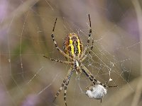 Argiope bruennichi 49, Wespspin, Saxifraga-Luuk Vermeer