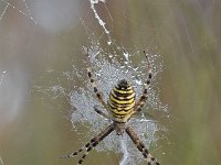 Argiope bruennichi 55, Wespspin, Saxifraga-Luuk Vermeer