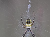 Argiope bruennichi 57, Wespspin, Saxifraga-Luuk Vermeer