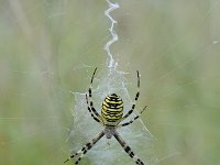 Argiope bruennichi 62, Wespspin, Saxifraga-Luuk Vermeer