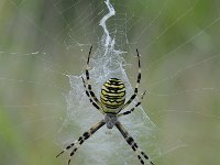 Argiope bruennichi 64, Wespspin, Saxifraga-Luuk Vermeer