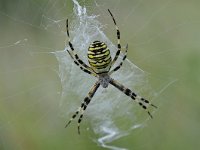 Argiope bruennichi 66, Wespspin, Saxifraga-Luuk Vermeer