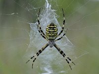 Argiope bruennichi 67, Wespspin, Saxifraga-Luuk Vermeer