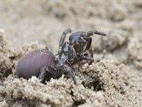 Atypus affinis