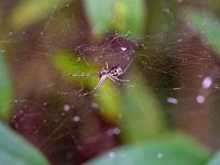 Linyphia triangularis 4, Herfsthangmatspin, Saxifraga-Tom Heijnen