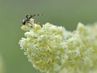 Misumena vatia 11, Gewone kameleonspin, Saxifraga-Tom Heijnen