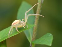 Misumena vatia 16, Gewone kameleonspin, Saxifraga-Tom Heijnen