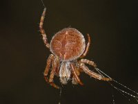 Agalenatea redii #04860 : Agalenatea redii, Brede wielwebspin