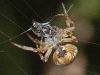 Agalenatea redii #04863 : Agalenatea redii, Brede wielwebspin, inwikkelen van een prooi, spintepels