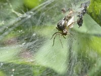 Agelena labyrinthica 3, Gewone doolhofspin, Saxifraga-Tom Heijnen