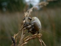 Araneus diadematus 19, Kruisspin, Saxifraga-Mark Zekhuis