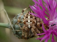 Araneus diadematus 2, Kruisspin, Saxifraga-Marijke Verhagen