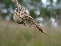 Araneus diadematus 20, Kruisspin, Saxifraga-Mark Zekhuis