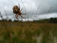 Araneus diadematus 21, Kruisspin, Saxifraga-Mark Zekhuis