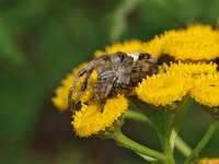 Araneus diadematus 23, Kruisspin, Saxifraga-Hans Dekker