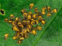 Araneus diadematus 24, Kruisspin, Saxifraga-Ab H Baas