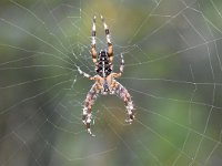 Araneus diadematus 27, Kruisspin, Saxifraga-Luuk Vermeer