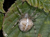 Araneus diadematus 01 #04511 : Araneus diadematus, European garden spider or diadem spider, Kruisspin, female