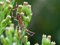 Araneus diadematus 39, Kruisspin, Saxifraga-Tom Heijnen