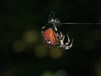 Araneus quadratus 10, Viervlekwielwebspin, Saxifraga-Willem van Kruijsbergen