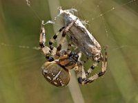 Araneus quadratus #01.5 : Araneus quadratus, four spot orb weaver, viervlekwielwebspin