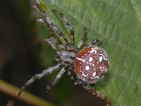 Araneus quadratus #04756 : Araneus quadratus, four spot orb weaver, viervlekwielwebspin