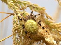 Araneus quadratus 7, Viervlekwielwebspin, Foto Fitis-Sytske Dijksen