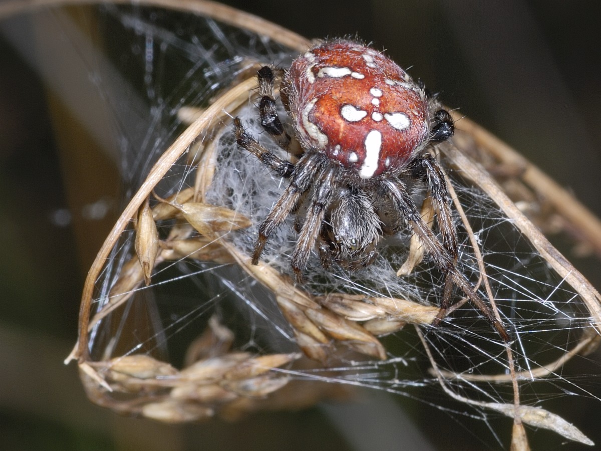 Araneus quadratus, Four-spot Orb Weaver.