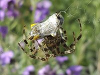 Viervlekwielwebspin Araneus quadratus