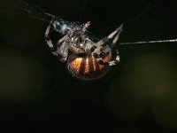 Araneus quadratus 8, Viervlekwielwebspin, Saxifraga-Willem van Kruijsbergen