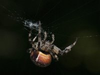 Araneus quadratus 9, Viervlekwielwebspin, Saxifraga-Willem van Kruijsbergen