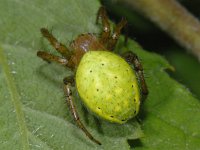 Araniella cucurbitina 01 #12744 : Araniella cucurbitina, Gewone komkommerspin