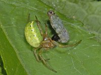 Araniella cucurbitina #12383 : Araniella cucurbitina, Gewone komkommerspin, with prey