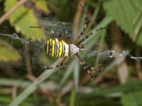 Argiope bruennichi 14, Wespspin, Saxifraga-Kees Marijnissen