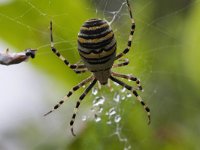 Argiope bruennichi 17, Wespspin, Saxifraga-Jan Nijendijk